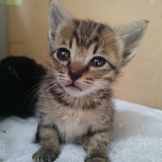かわいい仔猫の里親さんになってください！