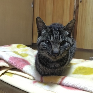 優しい飼い主さん探してます。