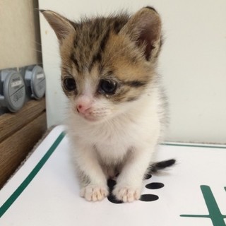 かわいい仔猫の里親さんになってください！