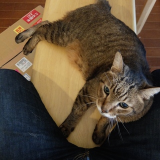 若々しい２０歳のオレ様な猫〜逝去につき募集終了