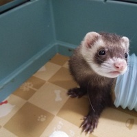 マシュー