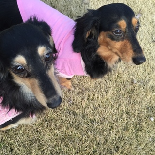 Mダックス、カニンヘンダックス