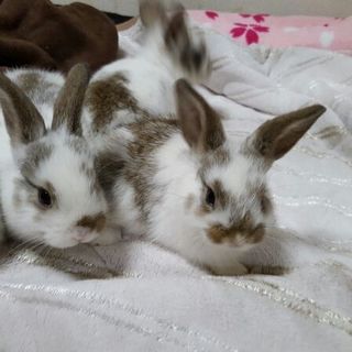 生後一か月四ッ子うさぎ