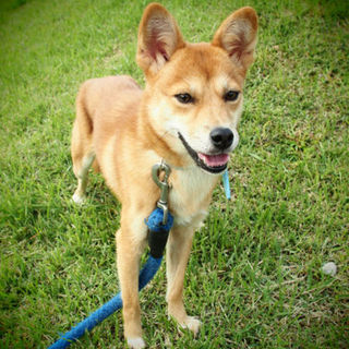 小柄なキキちゃん７か月