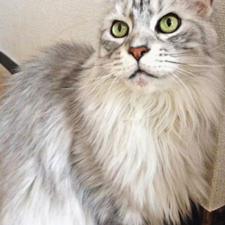 CFA血統登録書付メインクーン