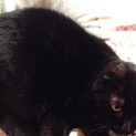 黒猫　アメリカンカール