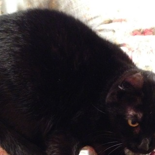 黒猫　アメリカンカール