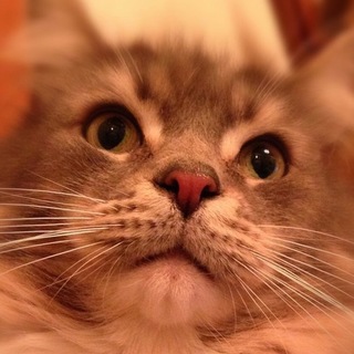 モフモフ　メインクーン