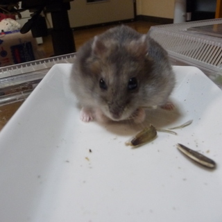 ジャンガリアンハムスター　里親様　募集です