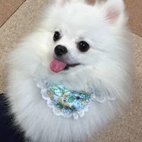 パフィ