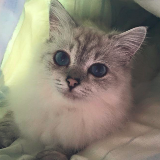 少し怖がりだけど癒し系　ペルシャ69号