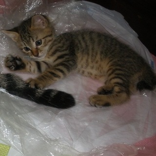 遊び盛りの、短、鍵しっぽ兄弟