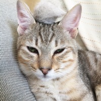 吉永おいも