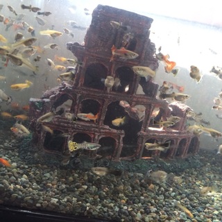 mixグッピー＆mixプラティ