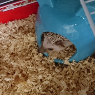 しっかり育ててくれる里親を募集しています