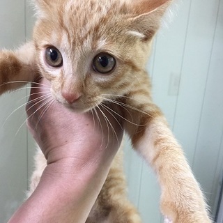 エイズ偽陽性です