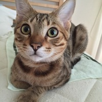 吉永こむぎ