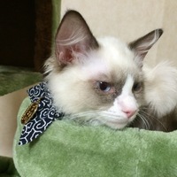 ジェミー