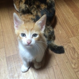 里親決定しました！