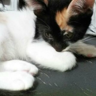 皆様のおかげで無事に里親決定しました！