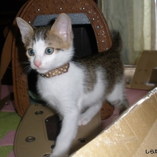 短かぎ尻尾　兄弟