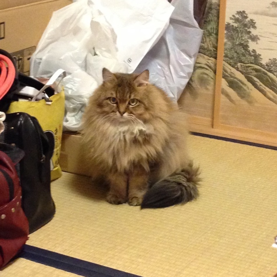 ロッソのカバー写真