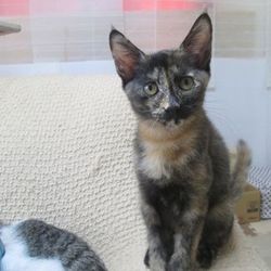 さぶたん・シャービー