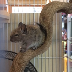 我が家にデグーが来ました