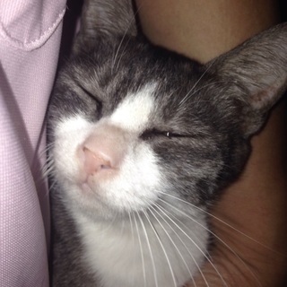 ワンコと仲良しニャンコです。