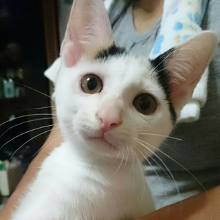 緊急！！お願いします