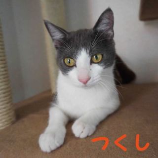 グレー白　甘えん坊つくし君