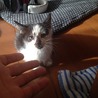 子猫です、拾いました。人には慣れています。 サムネイル2