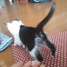 子猫です、拾いました。人には慣れています。 サムネイル4
