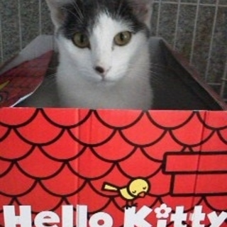 元気なクールビューティーさん