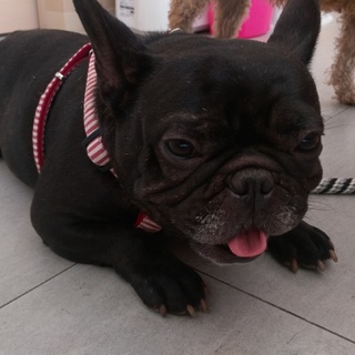 この子の家族を探しています