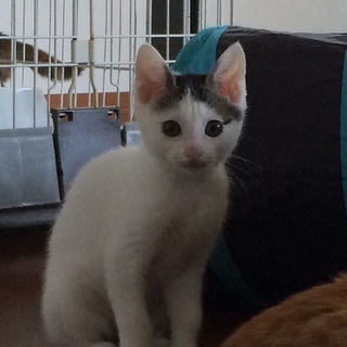 決定☆『チロ』人が大好きで食欲旺盛な女の子