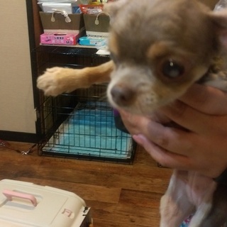 この子を助けてください