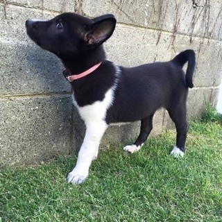 ３ヶ月　ミックスの女の子