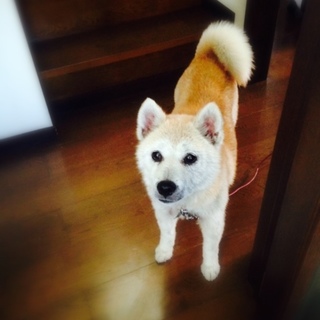 飼育放棄された、柴犬のたかこちゃん