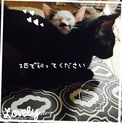 急募‼︎クロ猫さんとヒゲ猫さん