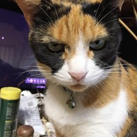 ニャーちゃん