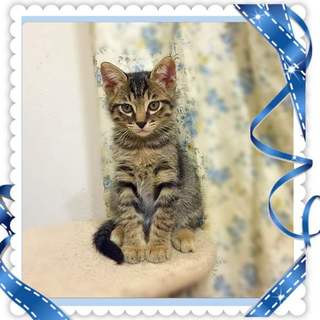 キジトラ子猫　先住猫、犬がいるお宅も大丈夫です