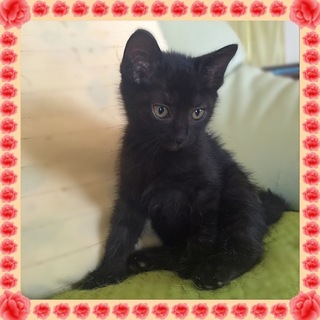 黒猫女の子　先住猫、犬がいるお宅も大丈夫です