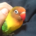 ルヒゴシボタンインコです！【里親決まりました】