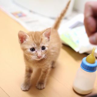 茶トラ三匹兄弟！尻尾の違いですぐ見分けられます♪