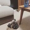 愛犬パグ犬 ハナビ