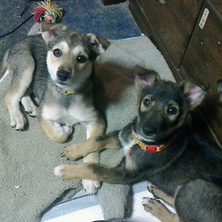 4~5か月の子犬女の子２匹☆里親募集中です