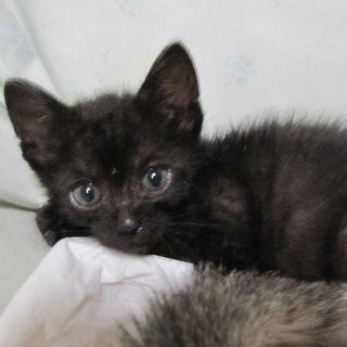 ごろすりの人なつこい黒猫びびんば君　動画有り