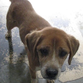 とても人懐こく可愛い子です。愛媛県動物愛護センター