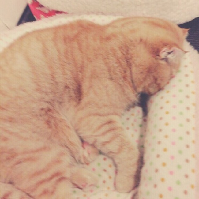 きりん、かりんのカバー写真